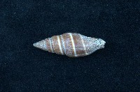 藏品(黑筆螺)的圖片